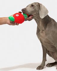 Dog pulling the green worm from a red apple plush toy held by a person