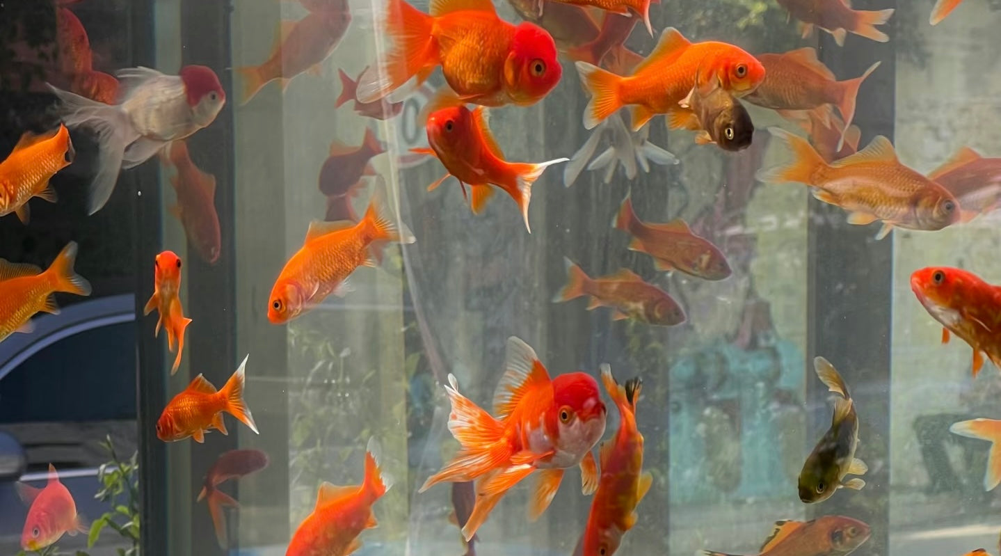 For Fish