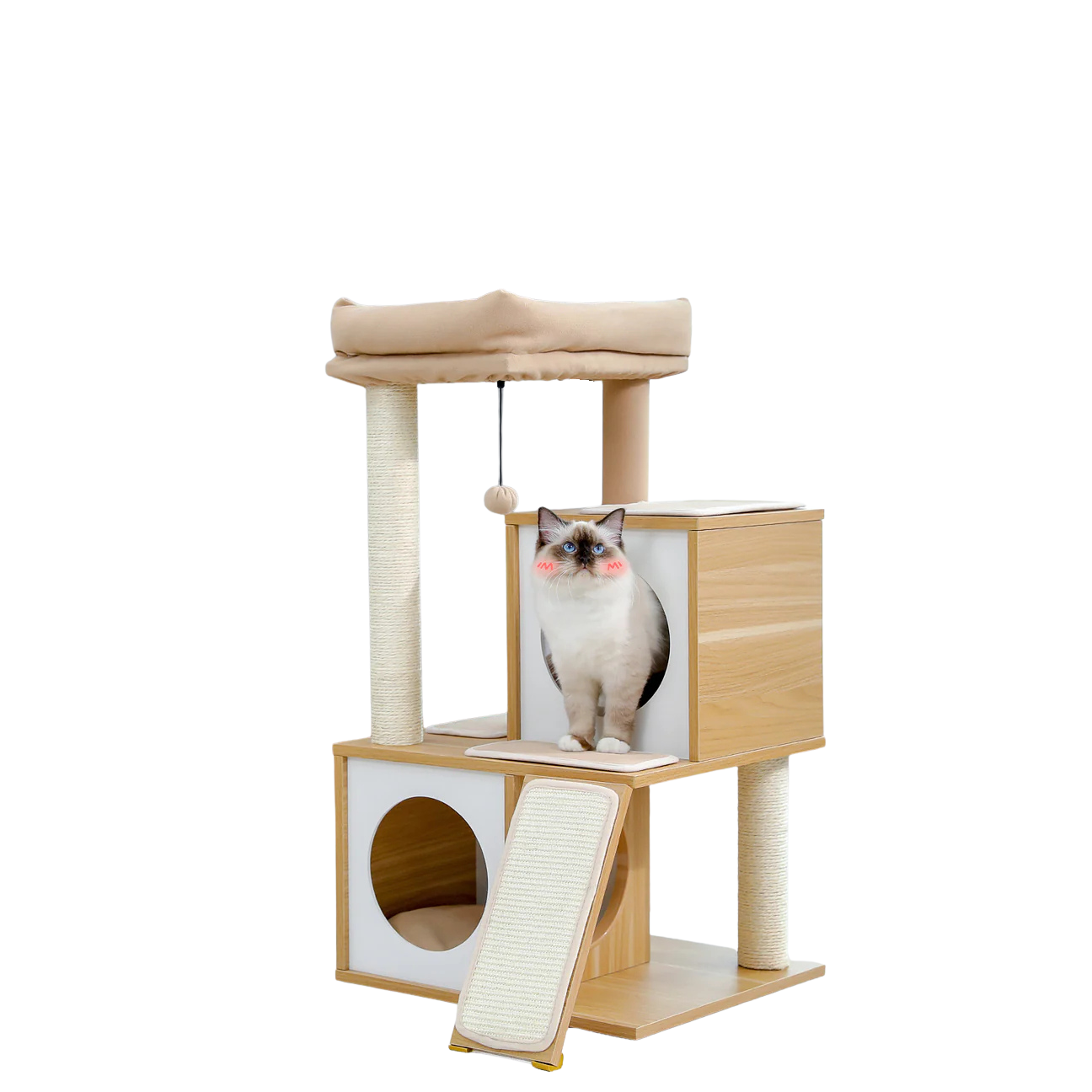 Cat standing in the upper condo of a cream wooden cat tree