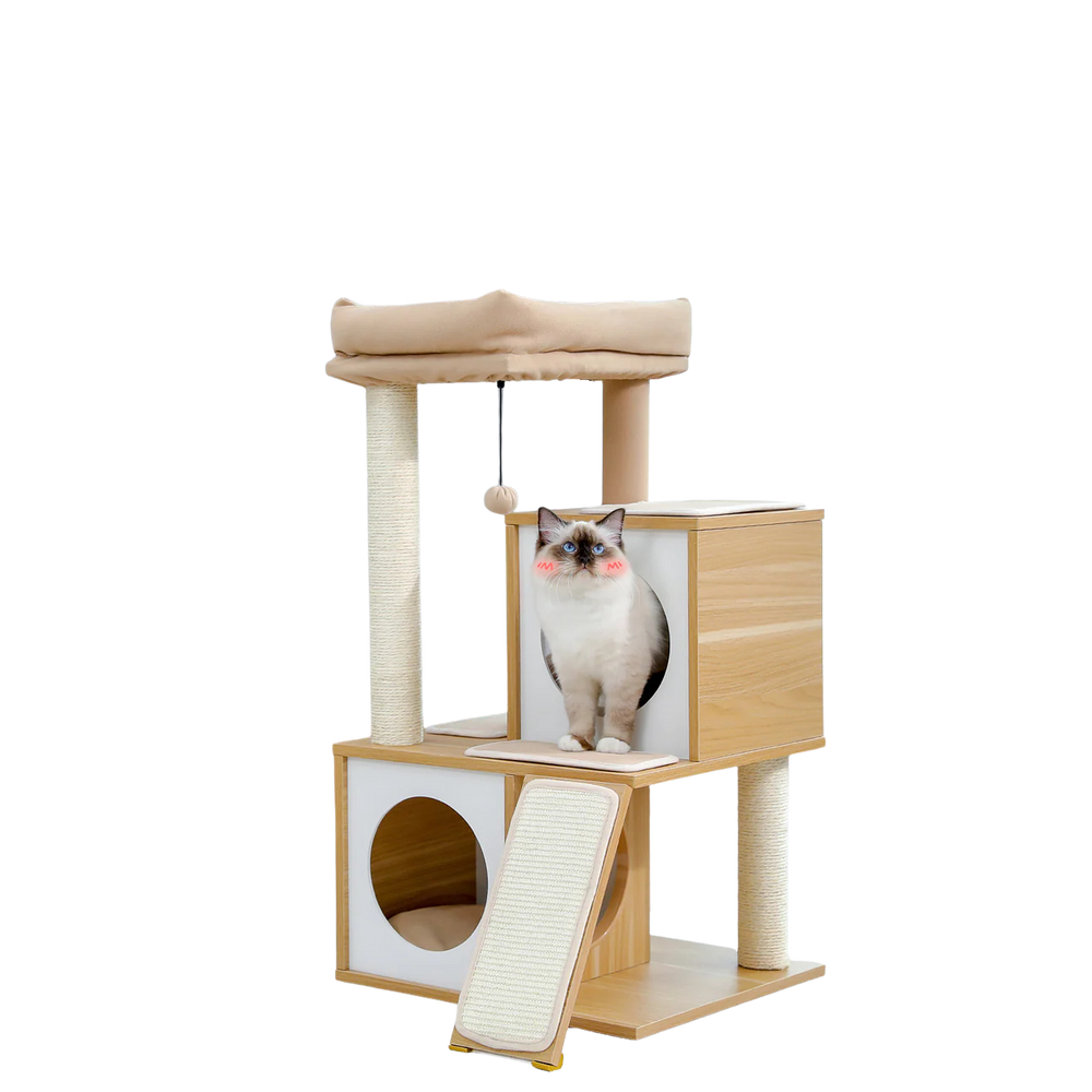 Cat standing in the upper condo of a cream wooden cat tree