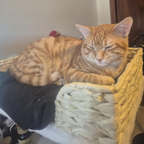 Desk Mounted Cat Bed with 360° Rotation – Handwoven Rattan Cat Perch for Office & Workstation | Clamp-On Cat Shelf (40×30cm)