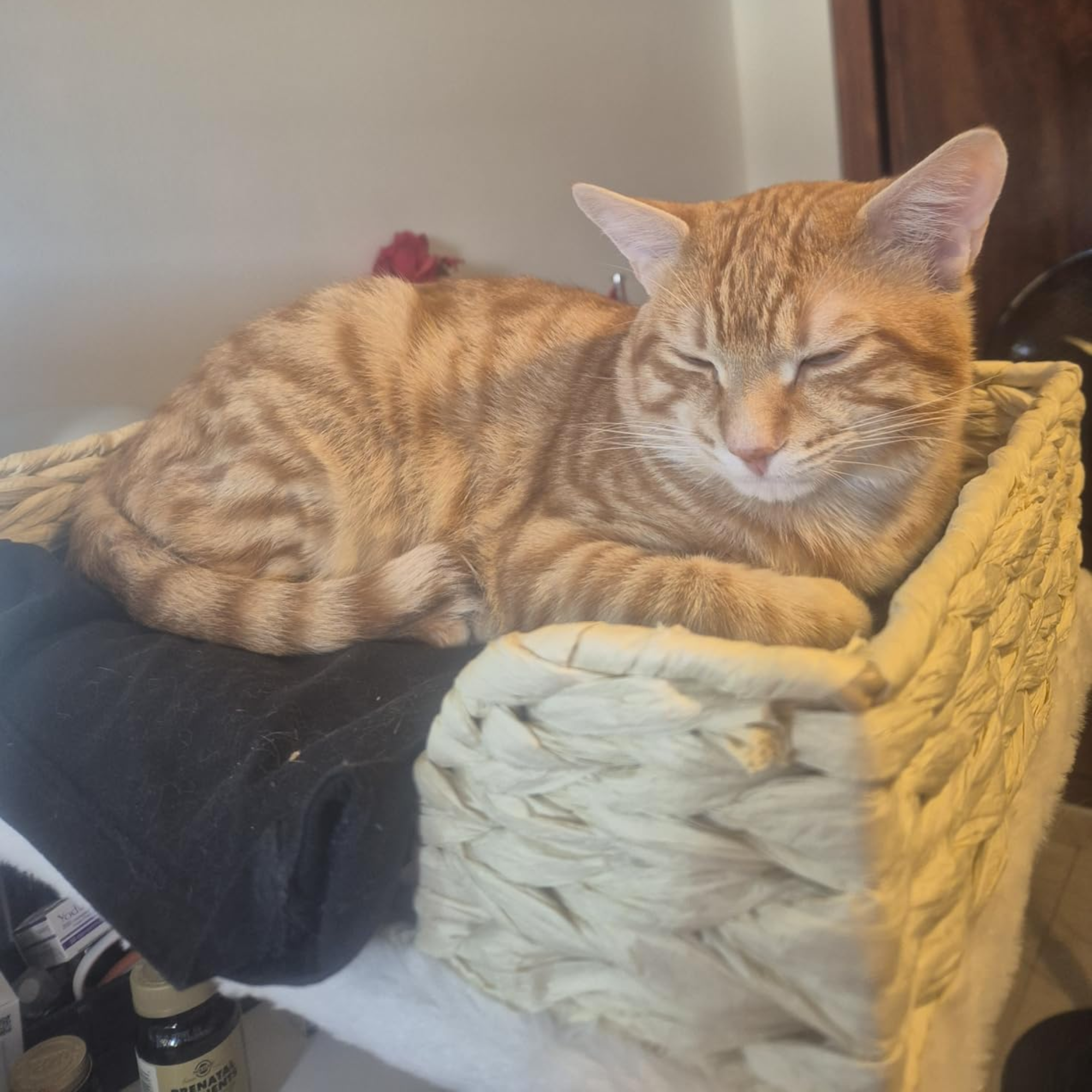 Desk Mounted Cat Bed with 360° Rotation – Handwoven Rattan Cat Perch for Office & Workstation | Clamp-On Cat Shelf (40×30cm)