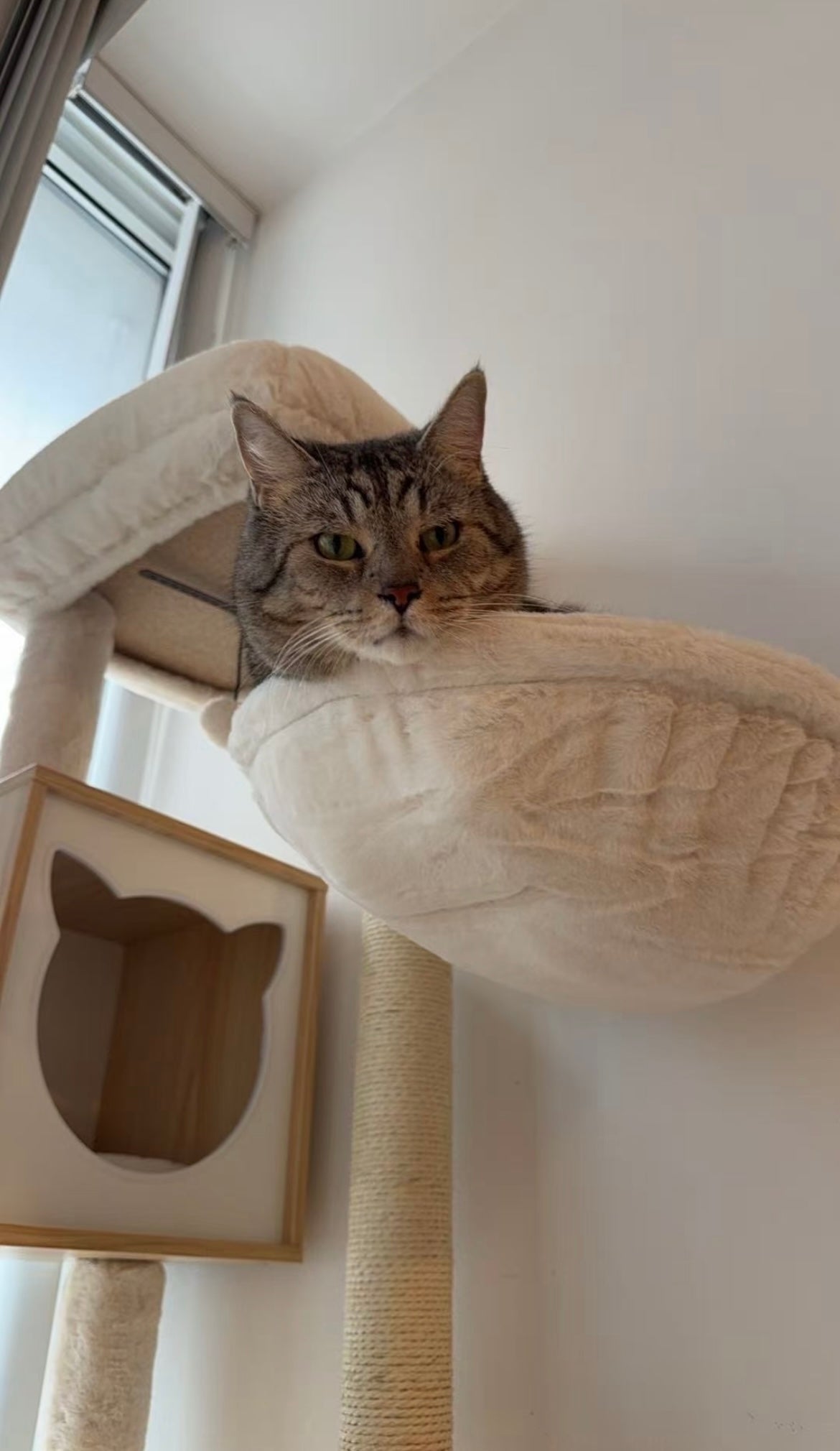 Cat resting in a plush hammock beside a wooden cat condo
