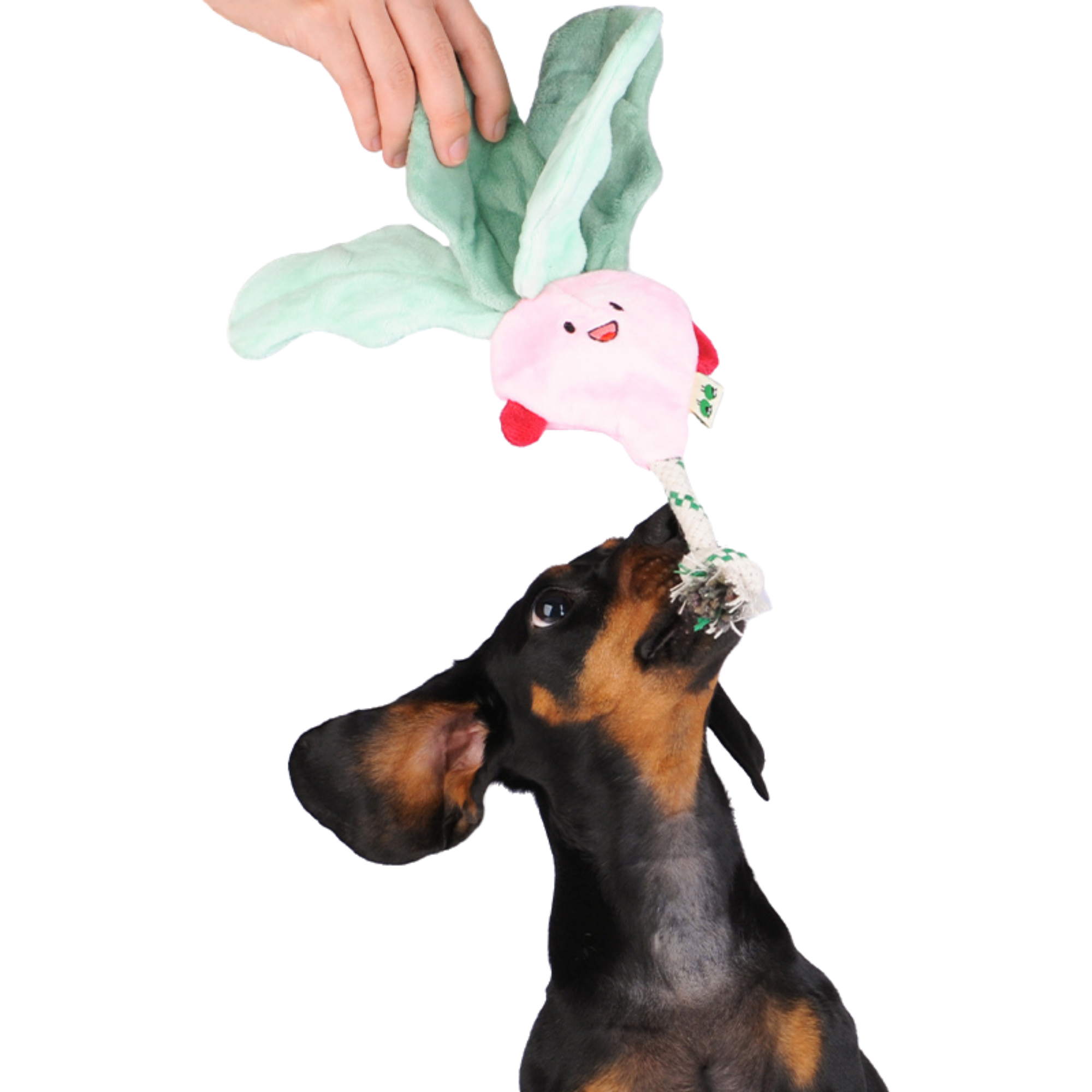 EcoPawPaw Recycled Stuffing-Free Squeaky Dog Toy – Vegetable Collection