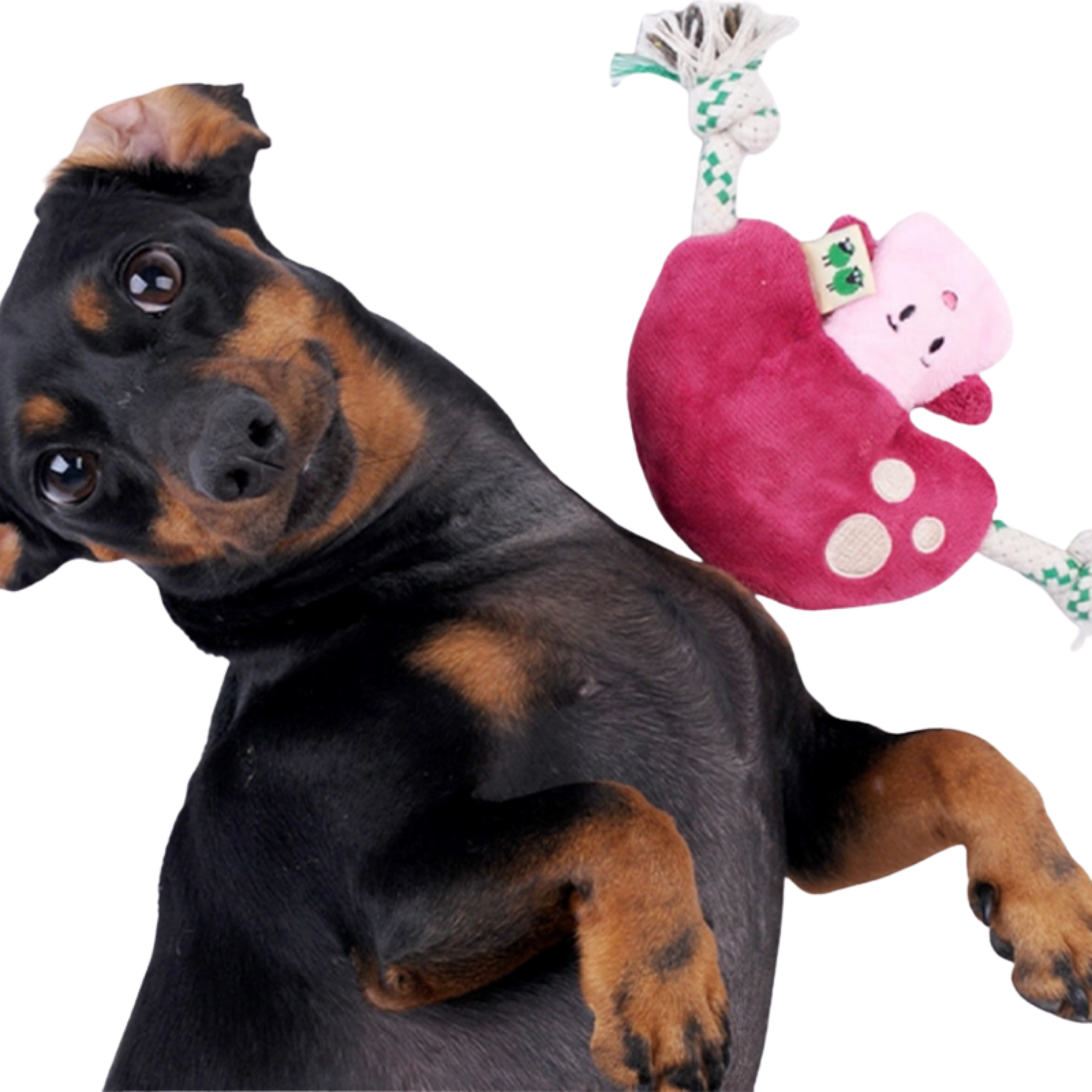 EcoPawPaw Recycled Stuffing-Free Squeaky Dog Toy – Vegetable Collection