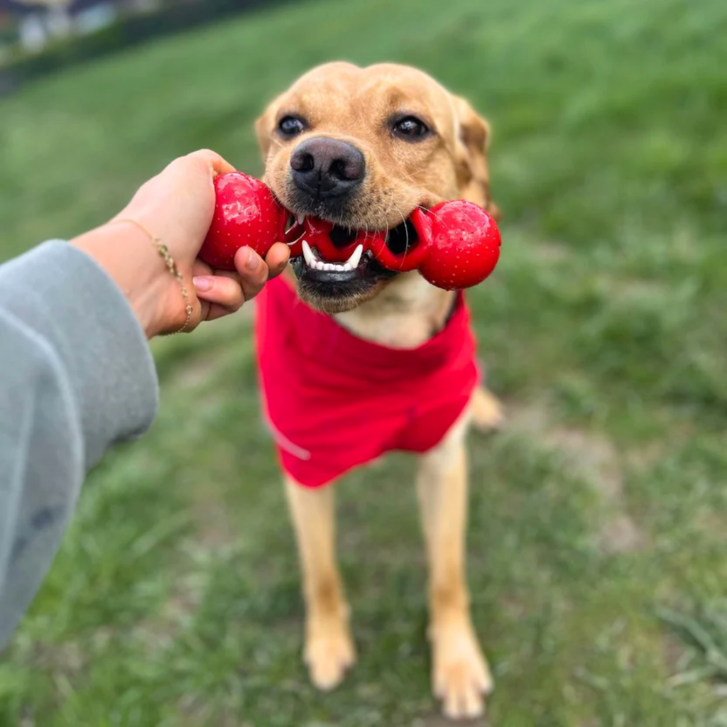 iEnergy™ DAV Durable Dog Chew Toy – Heavy Duty Rubber Treat Dispensing Chew for Aggressive Chewers | Tough Dog Toy for Small, Medium & Large Breeds