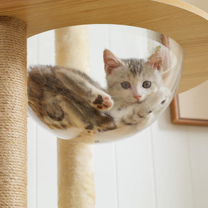 Wooden Cat Tree with Acrylic Space Capsule