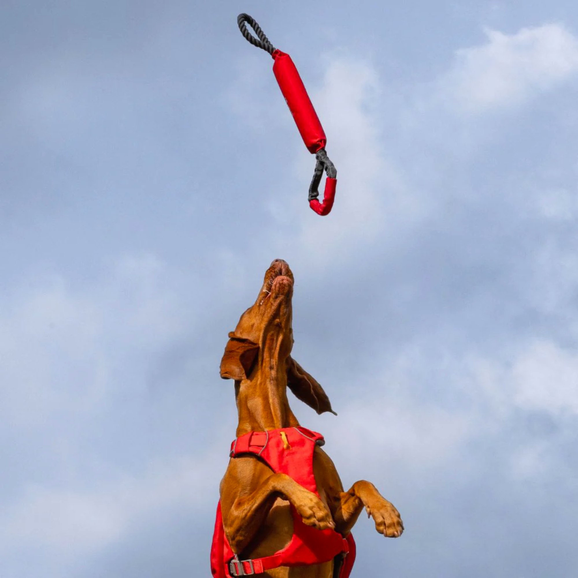 iEnergy™ SOL Floating Dog Toy – Durable Water Tug Toy for Fetch & Training | Heavy Duty Bite Resistant Dog Toy for Beach, Lake & Pool