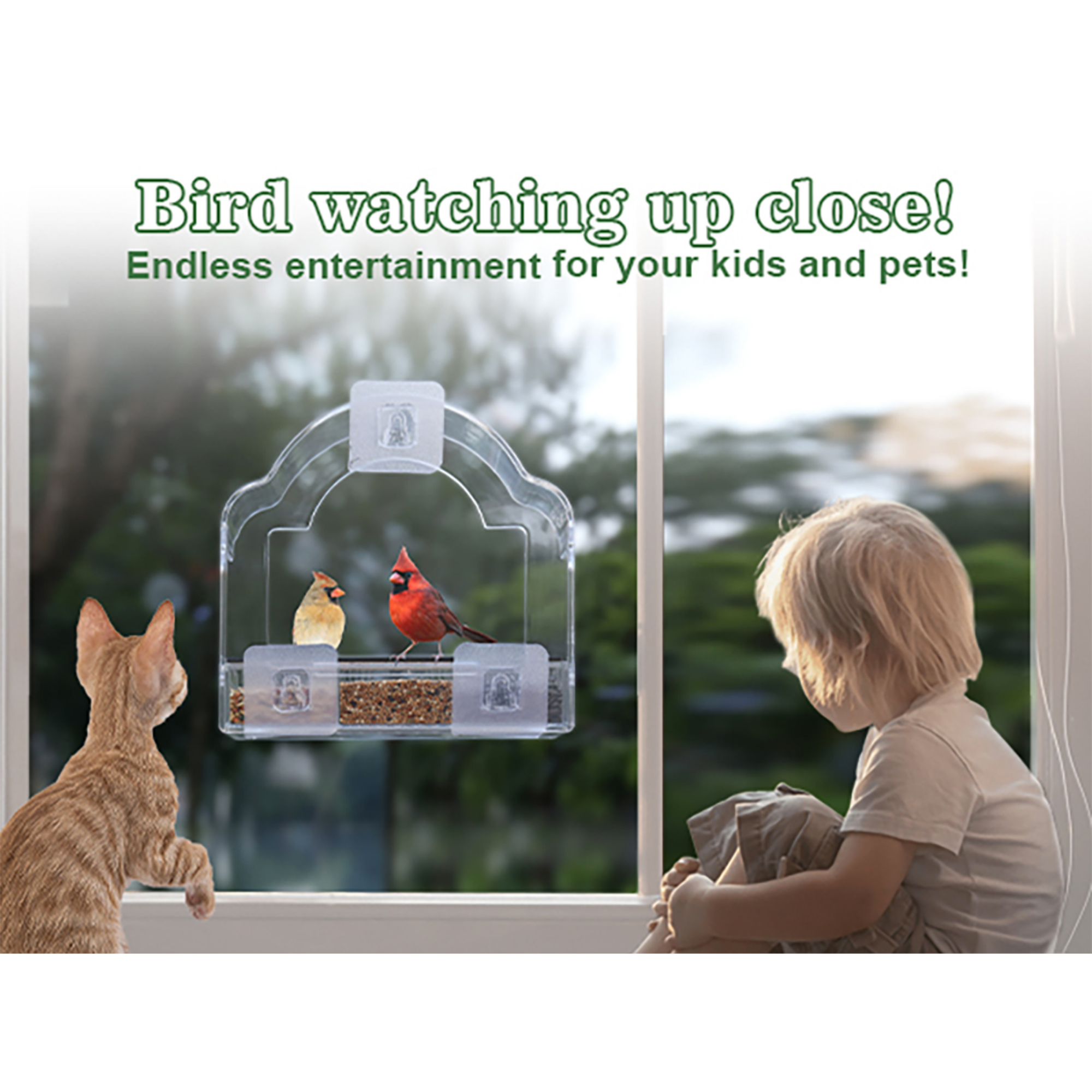 EcoPawPaw Clear Window Bird Feeder– Acrylic Weatherproof Bird Feeder for Outdoor Bird Watching