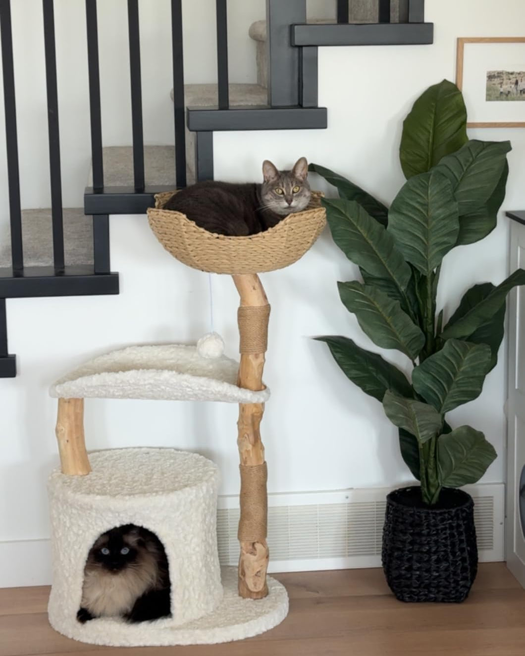 Natural Wood Cat Tree with Deep Wicker Basket