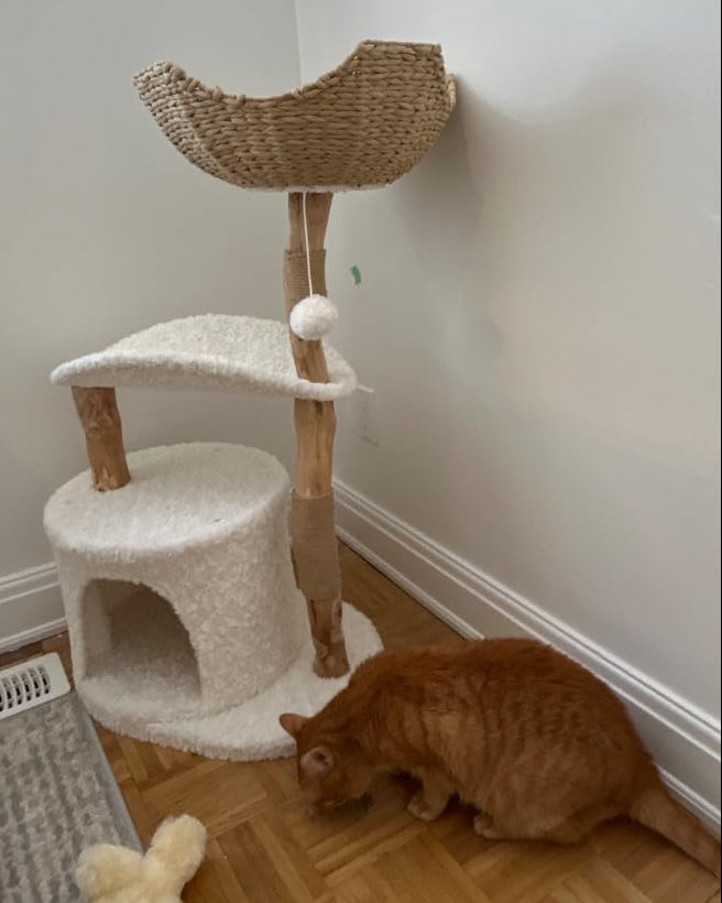 Natural Wood Cat Tree with Deep Wicker Basket