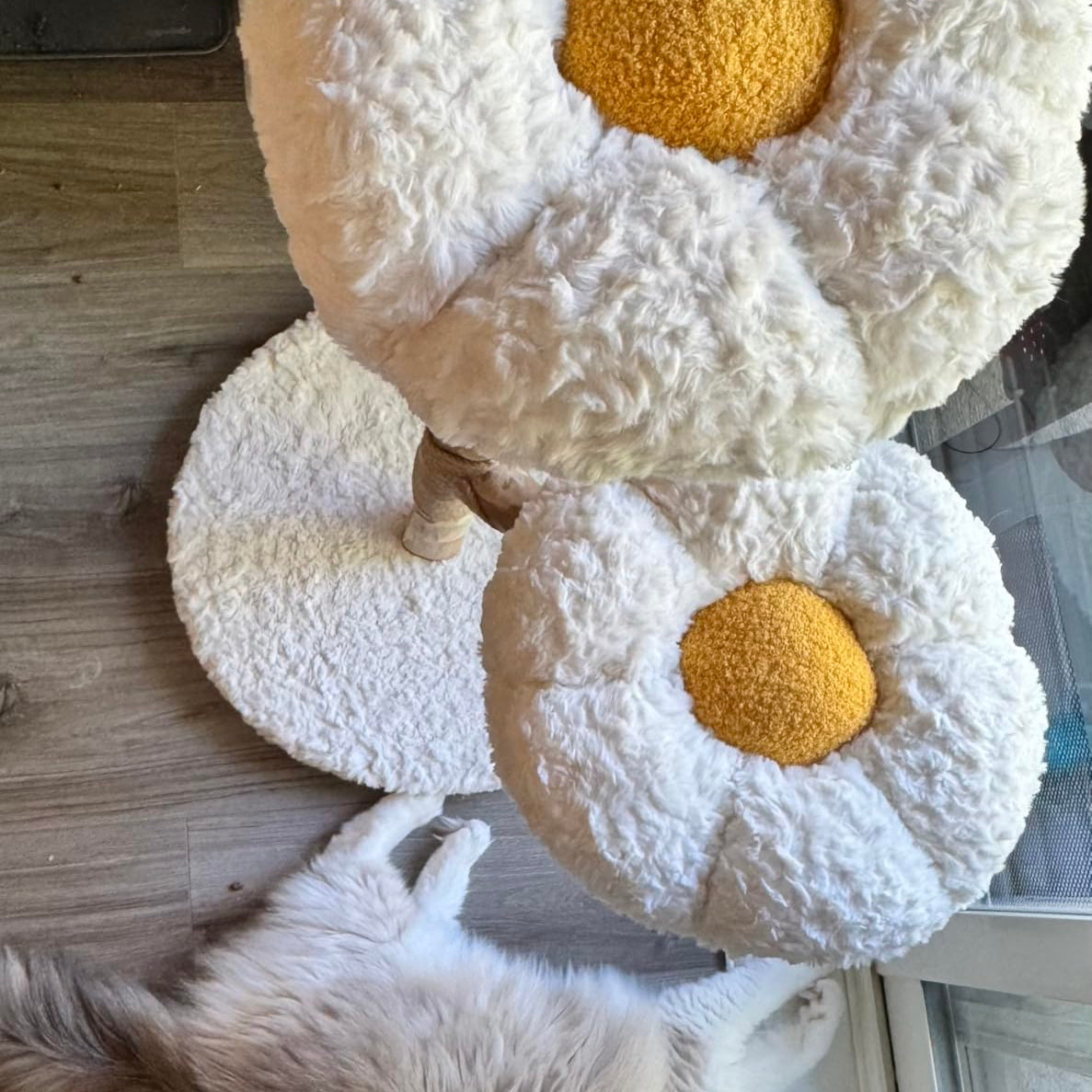 Overhead view of two flower-shaped cat tree perches