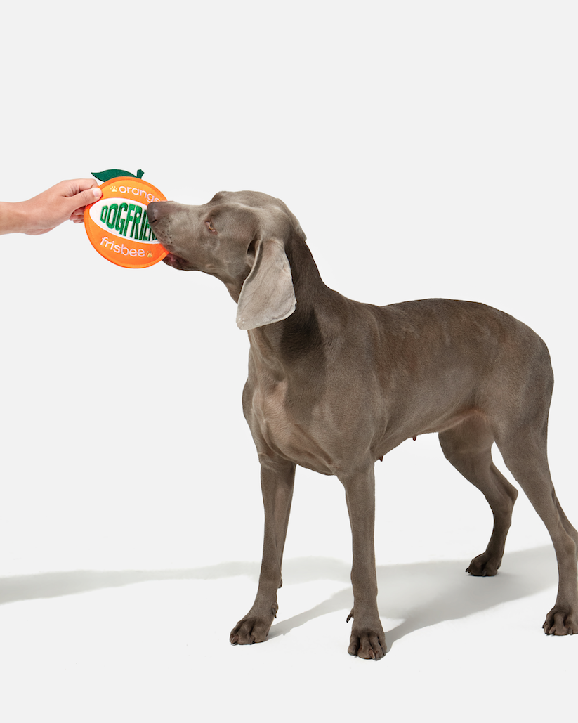 Dog taking an orange flying disc from a person's hand