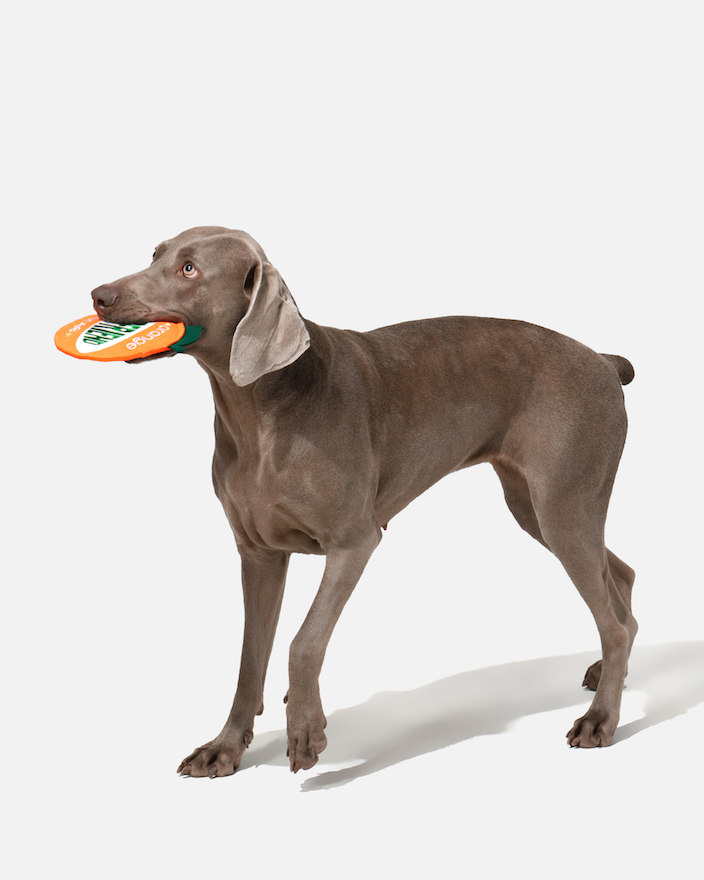 Dog standing with an orange flying disc in its mouth