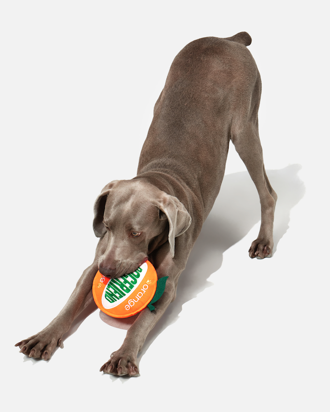 Dog stretching with an orange flying disc in its mouth