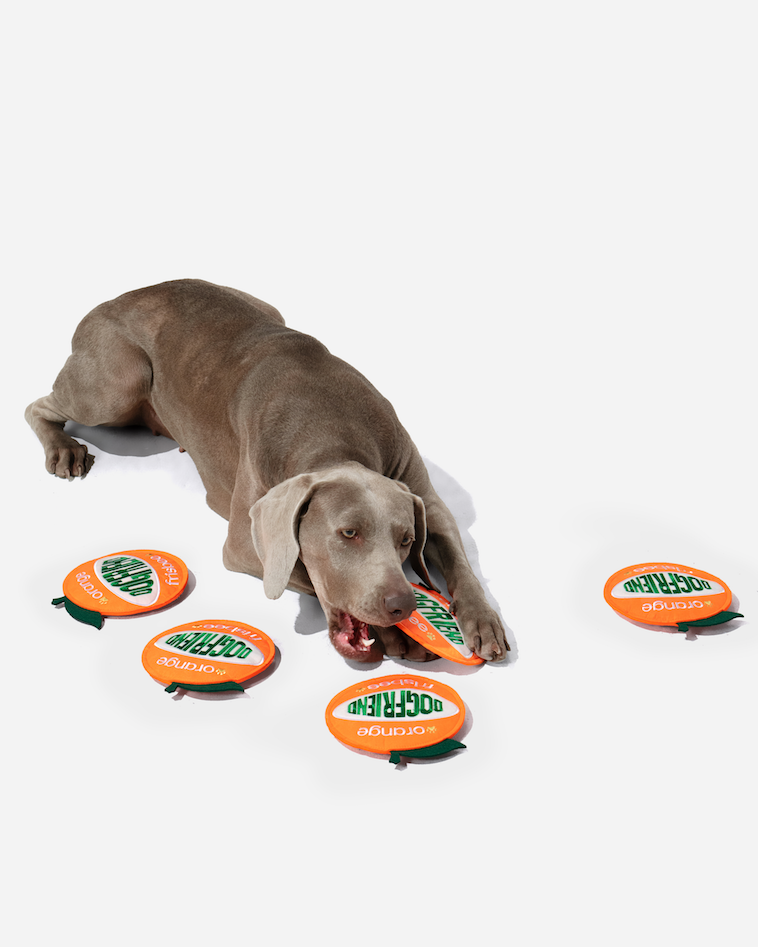 Dog lying among orange flying discs and chewing one