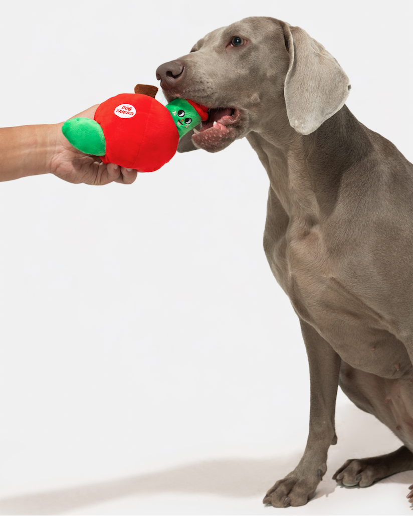 Dog pulling the green worm from a red apple plush toy held by a person