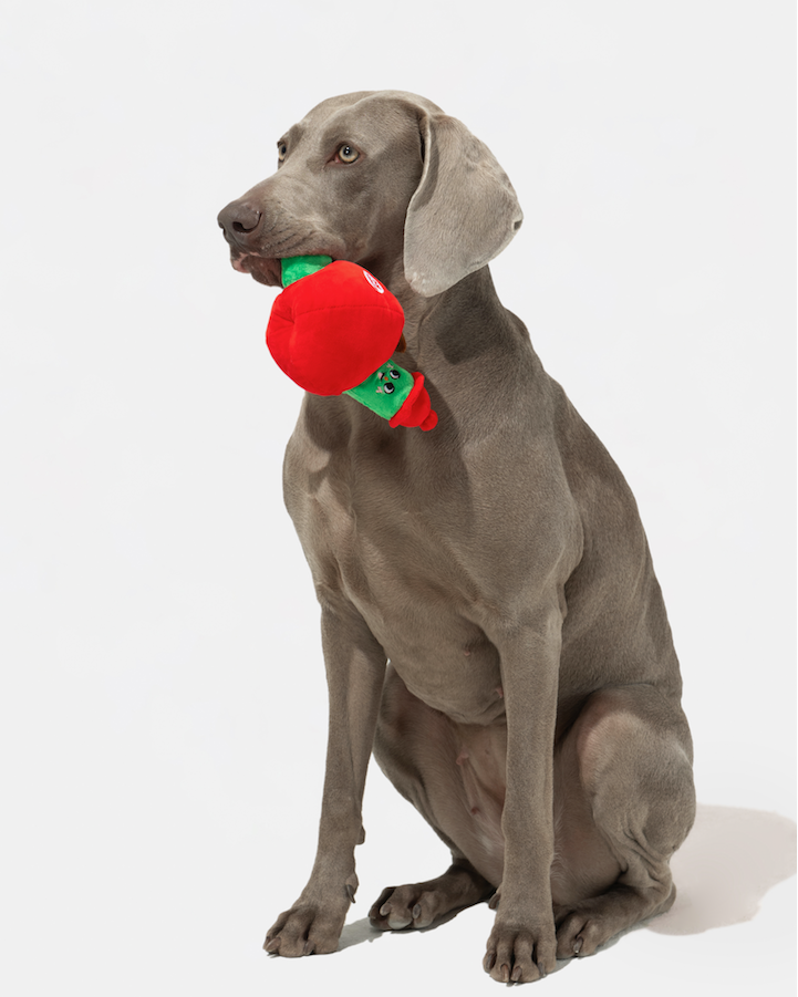 Dog sitting with the apple and worm plush toy in its mouth