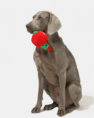 Dog sitting with the apple and worm plush toy in its mouth