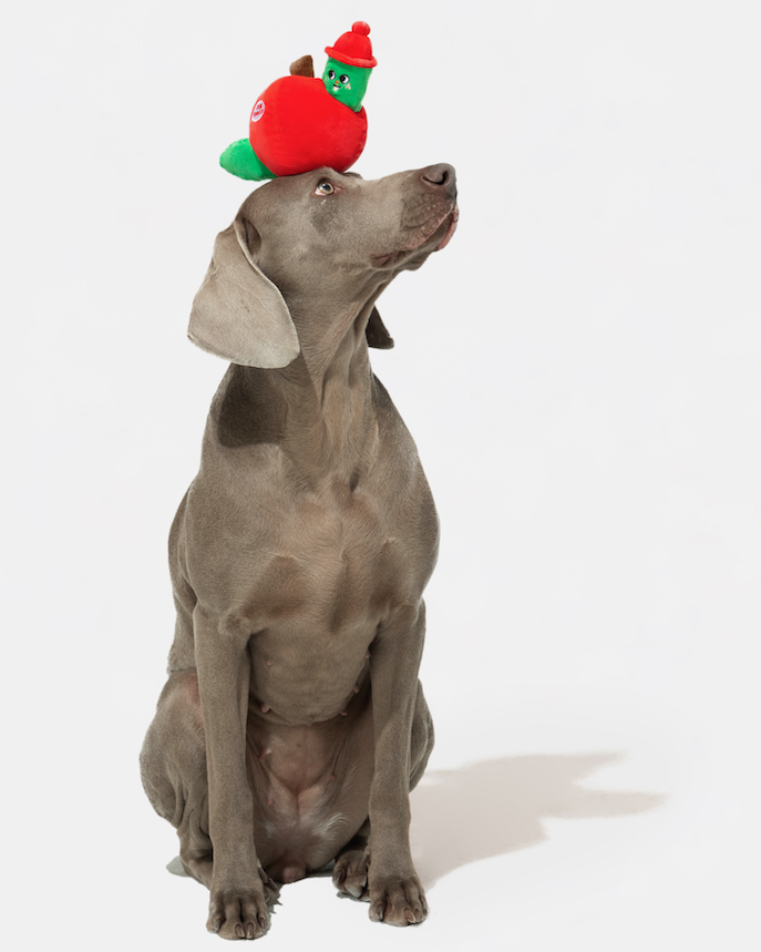 Dog balancing an apple and worm plush toy on its head