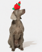 Apple Plush Hide & Seek Dog Toy