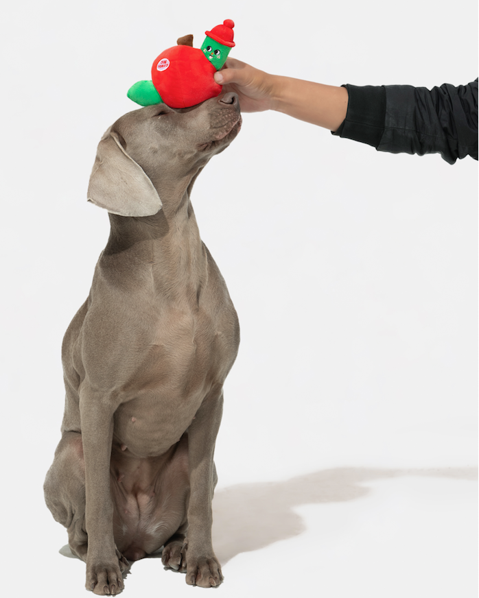 Person placing an apple and worm plush toy on a dog's head