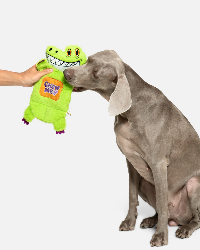 Dog taking a green crocodile toy from a person's hand