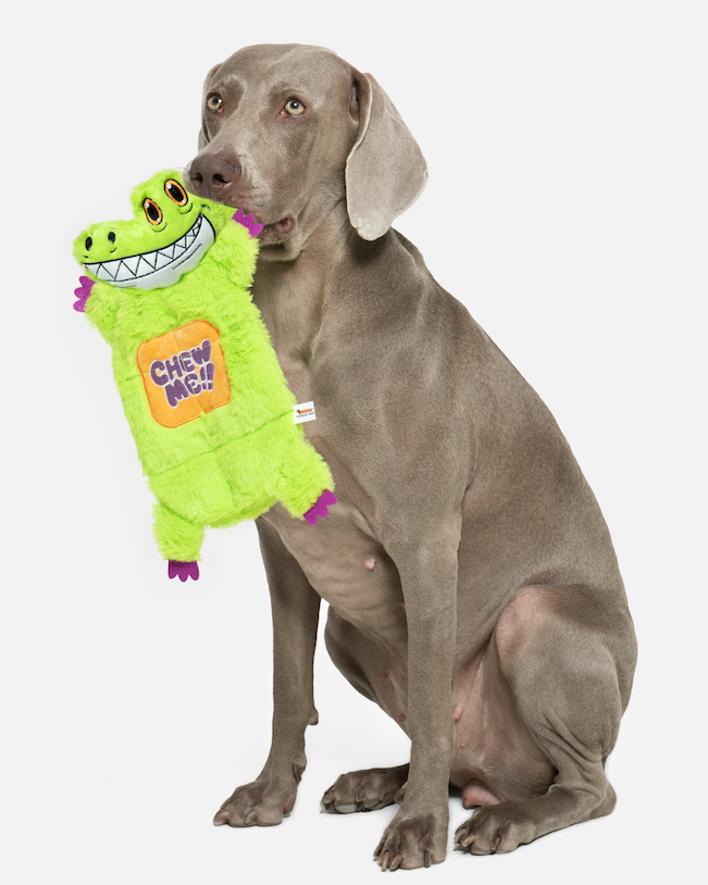 Dog sitting with a green crocodile plush toy in its mouth