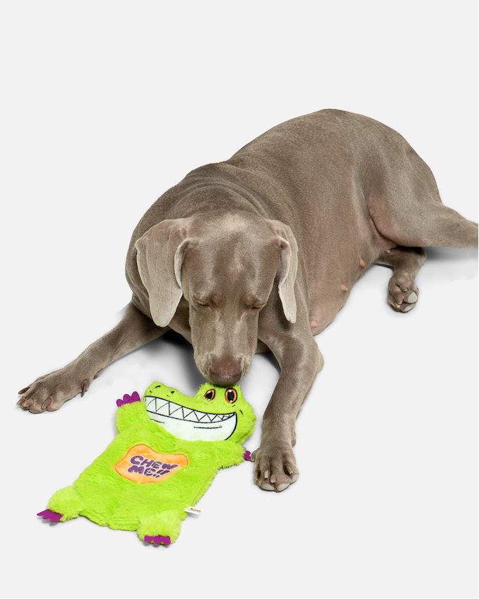 Dog lying beside a green crocodile plush toy