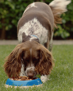 Ziwi Peak Air-Dried Venison Dog Food