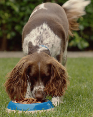 Dog eating from a bowl outdoors