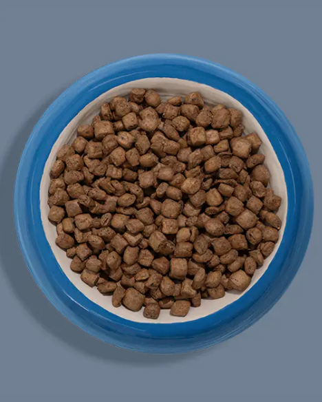 Bowl of dry pet food