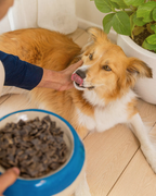 Ziwi Peak Dog Canned Food Beef Recipe