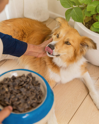 Dog being offered a bowl of food