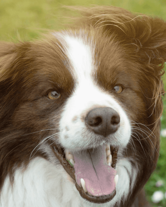Close-up of a brown and white dog outdoors