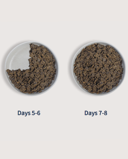 Food transition illustration showing increasing portions for days 5–8