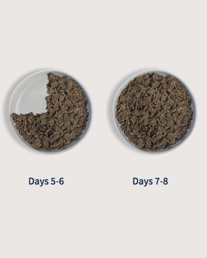 Food transition illustration showing increasing portions for days 5–8