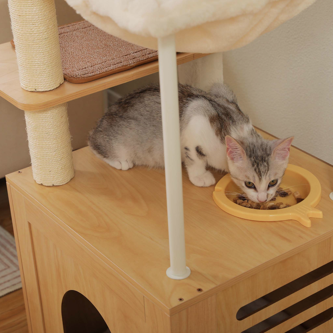 Cat eating from a bowl on the wooden base of a cat tree